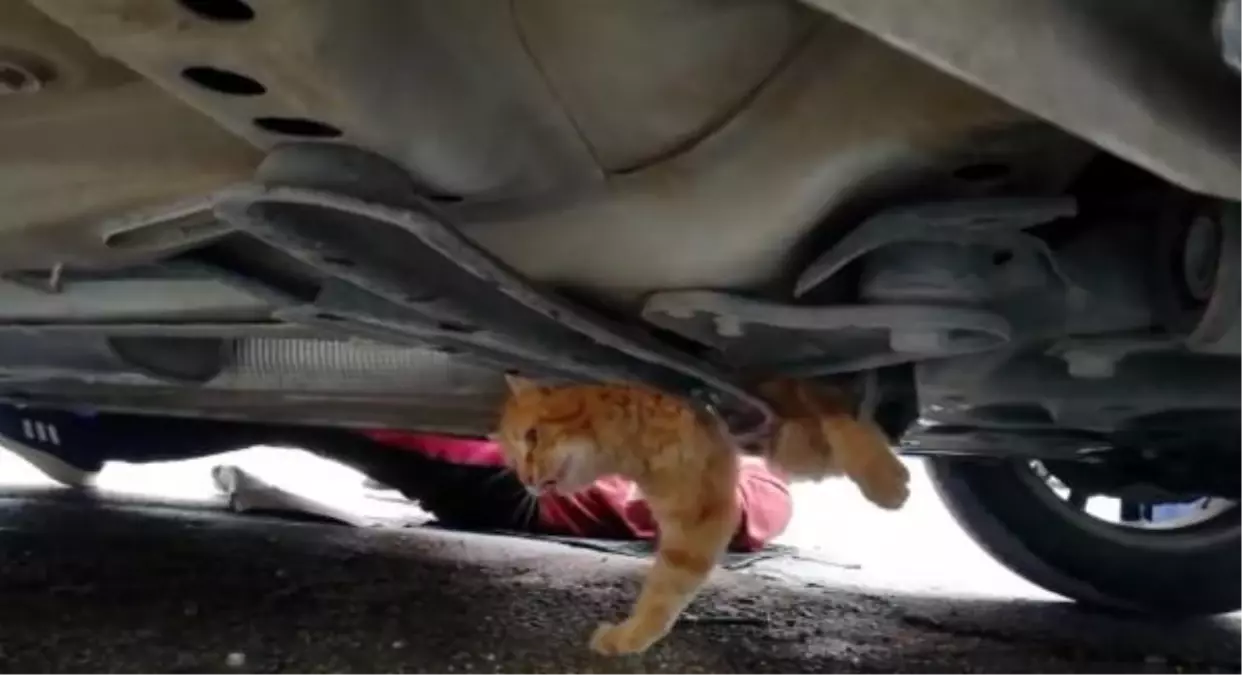 Son dakika haberleri! Otomobilin altına sıkışan kediyi itfaiye kurtardı