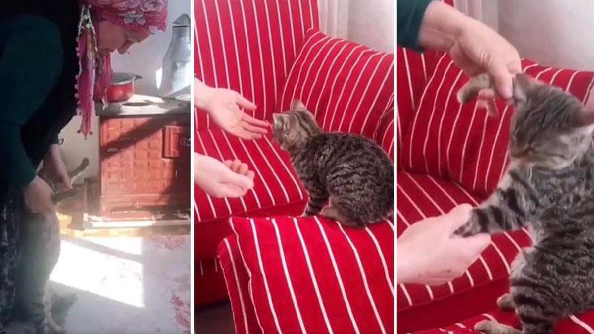 Teyze herkesi kendine hayran bıraktı! Kediyi sevme şekli izleyenlerin içini ısıttı