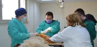 elazig da ayagi kirik kopek ameliyatla sagligina kavustu haberler