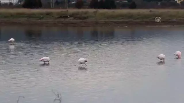 Hersek Lagünü'nün 'kanatlı' misafirleri izlendi Hersek Lagünü'nün 'kanatlı' misafirleri izlendi