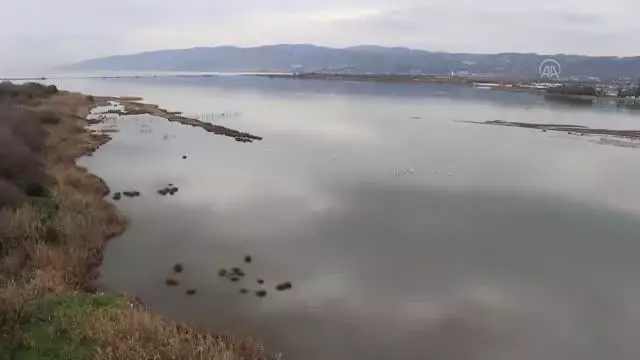 Hersek Lagünü'nün 'kanatlı' misafirleri izlendi Hersek Lagünü'nün 'kanatlı' misafirleri izlendi