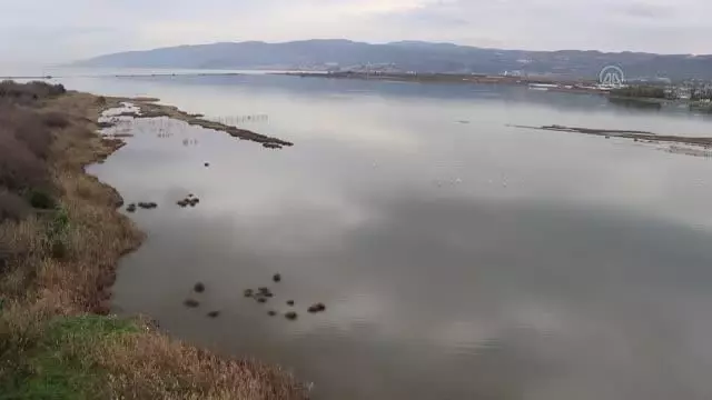 Hersek Lagünü'nün 'kanatlı' misafirleri izlendi Hersek Lagünü'nün 'kanatlı' misafirleri izlendi