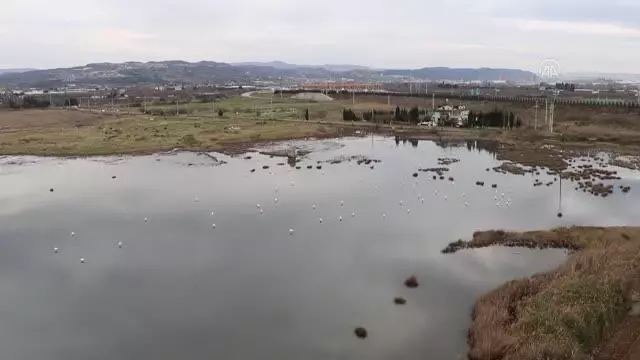 Hersek Lagünü'nün 'kanatlı' misafirleri izlendi Hersek Lagünü'nün 'kanatlı' misafirleri izlendi