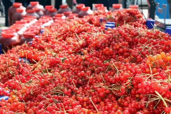 Kayseri'de iki ilçenin 'gilaburu' rekabeti Kayseri'de iki ilçenin 'gilaburu' rekabeti