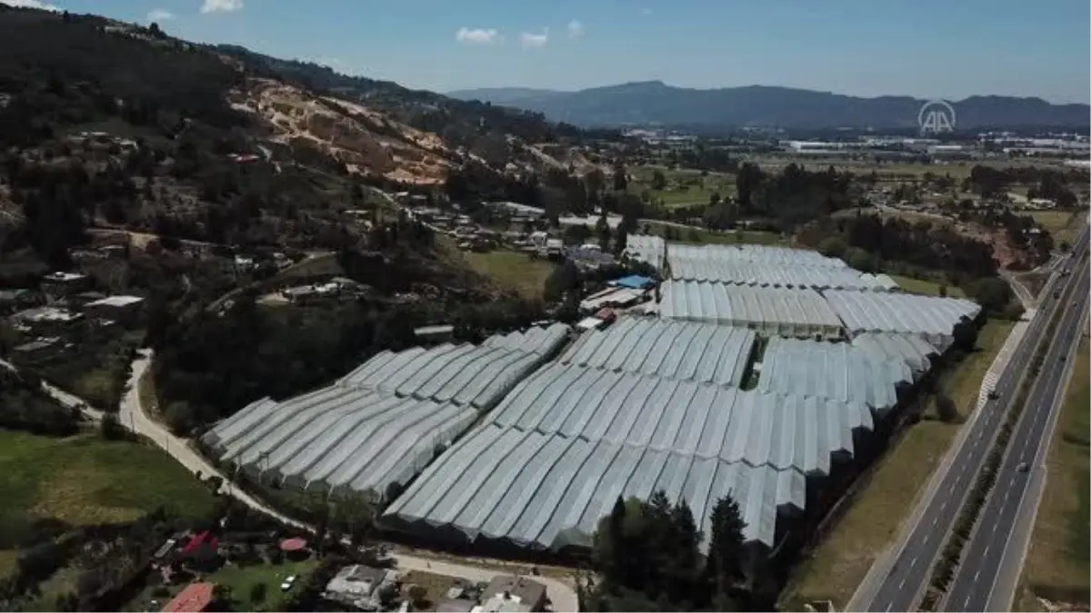 Kolombiya'da Sevgililer Günü öncesi çiçek üretimi