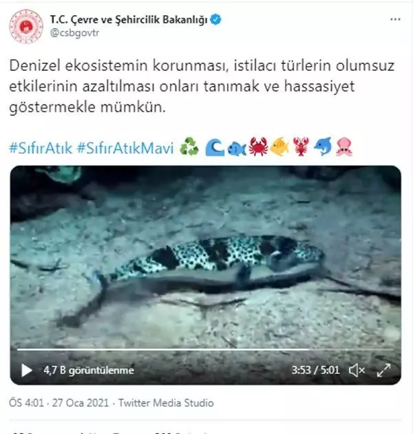 Siyanürden 1200 kat daha zehirli balon balığı film oldu