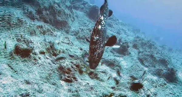 Siyanürden 1200 kat daha zehirli balon balığı film oldu
