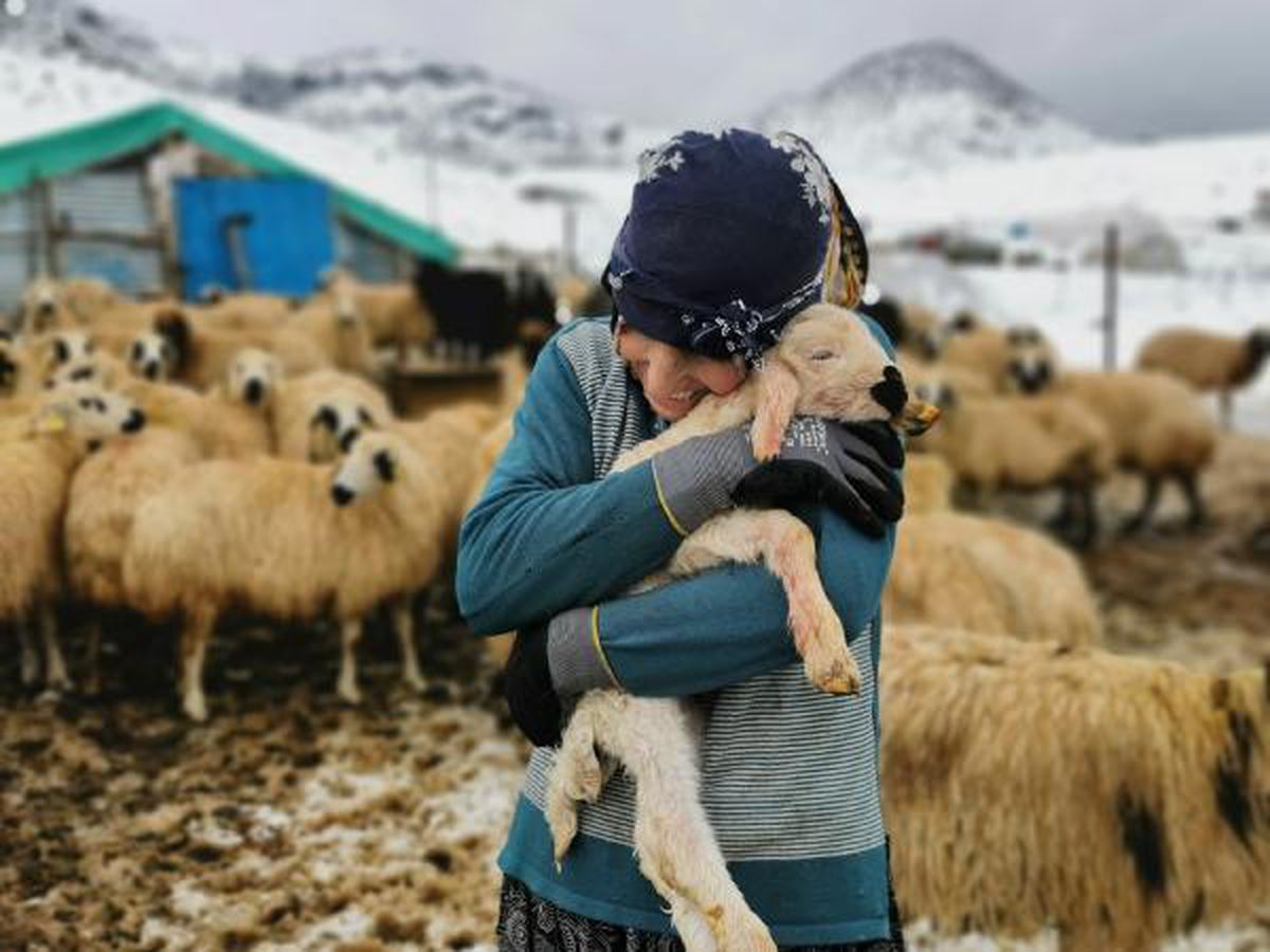 Tunceli'de kışı zor şartlarda geçiren besicilerin kuzu sevinci