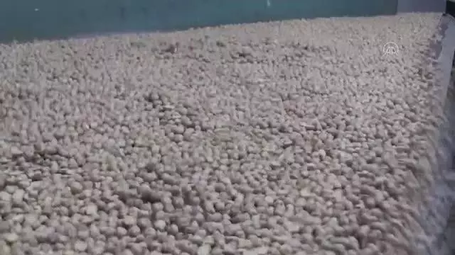 Yağışlar baklagil üreticilerini umutlandırdı Yağışlar baklagil üreticilerini umutlandırdı