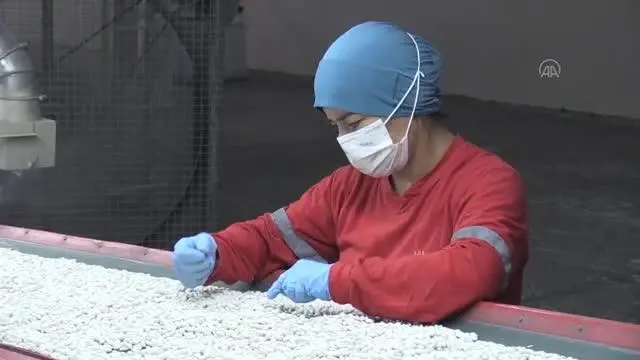 Yağışlar baklagil üreticilerini umutlandırdı Yağışlar baklagil üreticilerini umutlandırdı