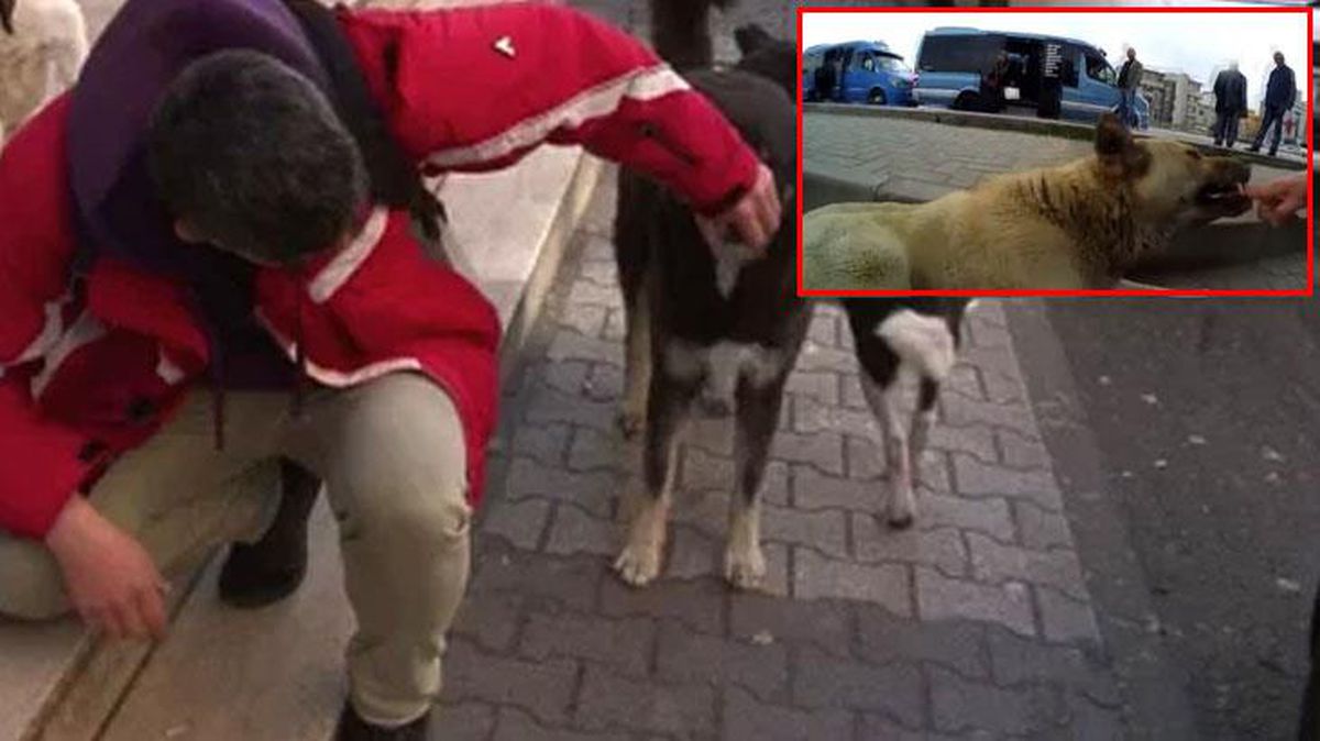 Farkındalık yaratmak için kendisini köpeklere ısırtan eğitmen: Zevkle yapıyorum