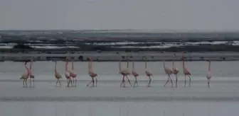 Kuruyan Seyfe Gölü'nde su seviyesi yüzde 20'ye ulaştı