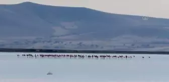 Mucur: Seyfe Gölü Kuş Cenneti, yağışların ardından flamingo, ördek ve angutlarla şenlendi Mucur: Seyfe Gölü Kuş Cenneti, yağışların ardından flamingo, ördek ve angutlarla şenlendi