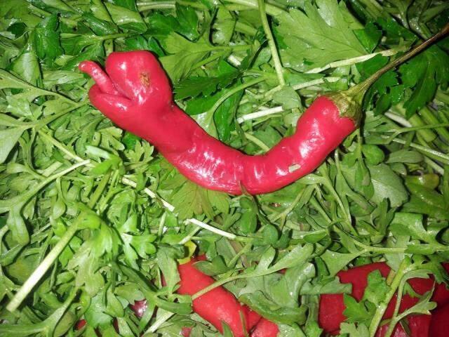 Topladığı biberlerden birinin yılana benzediğini gören çiftçi şaşkınlığını gizleyemedi