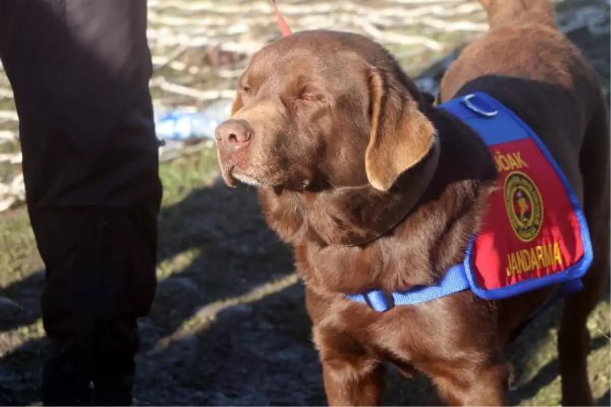 Türkiye'nin ilk suda kadavra arama köpekleri Mavi ve Negro; İki ilki başardı