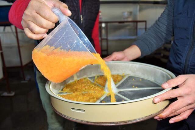 2 bin 100 rakımlı dağın eteğine kurulan tesiste somon balığı sağımı başladı