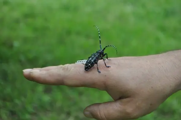 İtalya'dan gelen 'Drakula' Maçka'da çiftçinin kabusu oldu! Fındık ağaçları bir bir yakılıyor