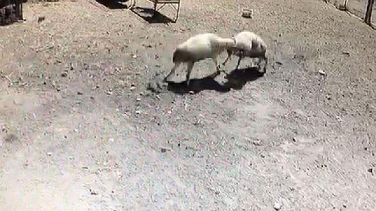 Koçlar arasında ölümüne kavga! O anlar saniye saniye kamerada