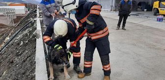 Son dakika: Boynu metal parçaya sıkışan köpek kurtarıldı