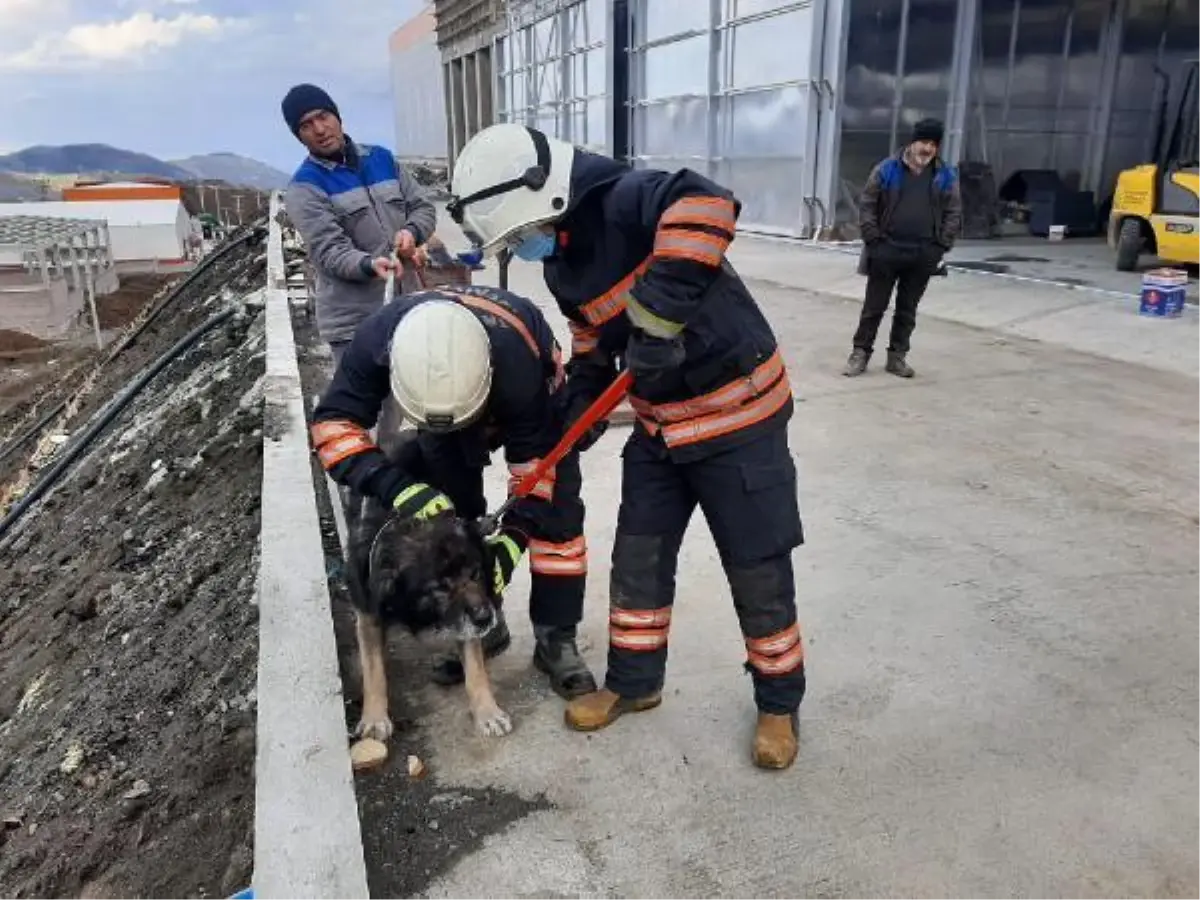 Son dakika Boynu metal parçaya sıkışan köpek kurtarıldı Haberler