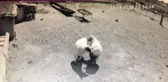 Kafa kafaya tokuşurken ölen koçlar, liderlik kavgasına tutuşmuş