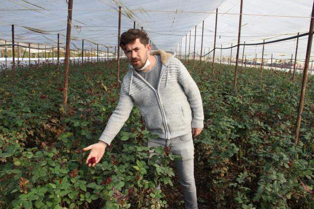 Selin vurduğu '14 Şubat güllerine' yapışan balçık, üreticileri büyük zarara uğrattı Selin vurduğu '14 Şubat güllerine' yapışan balçık, üreticileri büyük zarara uğrattı