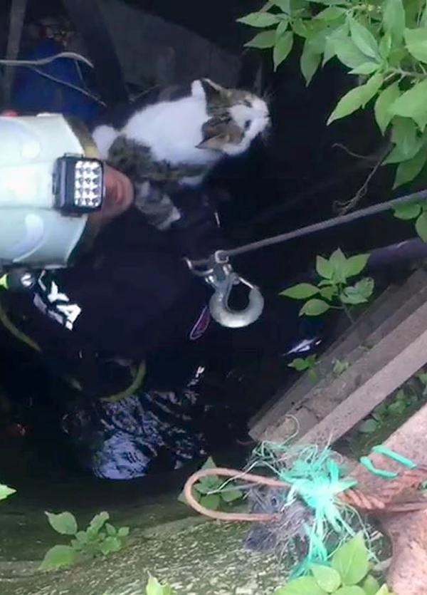 Son dakika! Su kuyusuna düşen kediyi itfaiye kurtardı Haberler