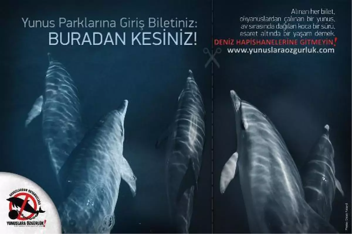 Yunuslara ve diğer hayvanlara işkencenin peşindeler