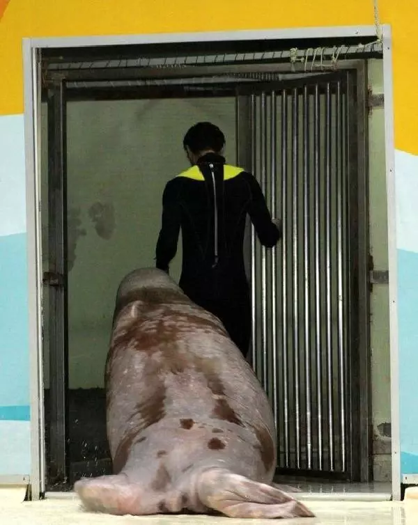 Yunuslara ve diğer hayvanlara işkencenin peşindeler