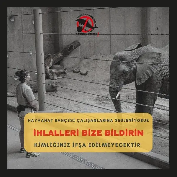 Yunuslara ve diğer hayvanlara işkencenin peşindeler