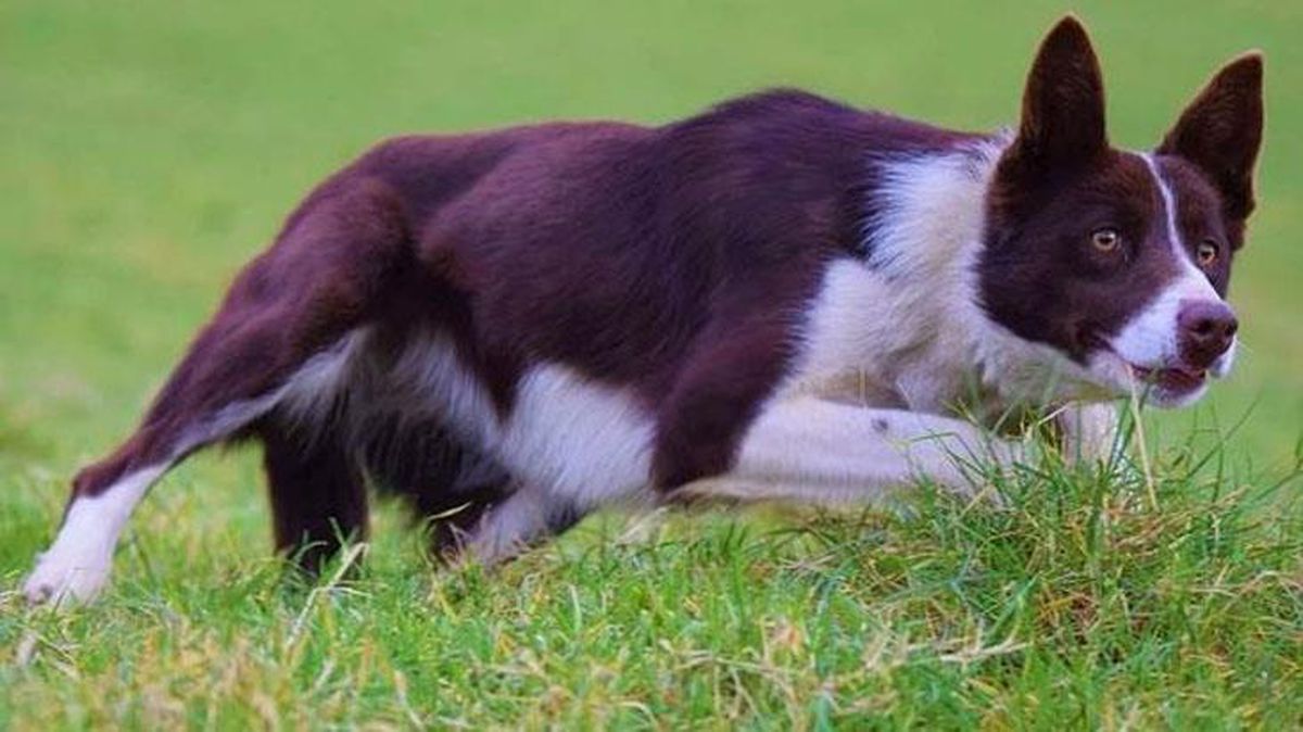 Müzayedede 27 bin euroya satılan köpek, yeni sahibinin koyunlarına çobanlık yapıyor