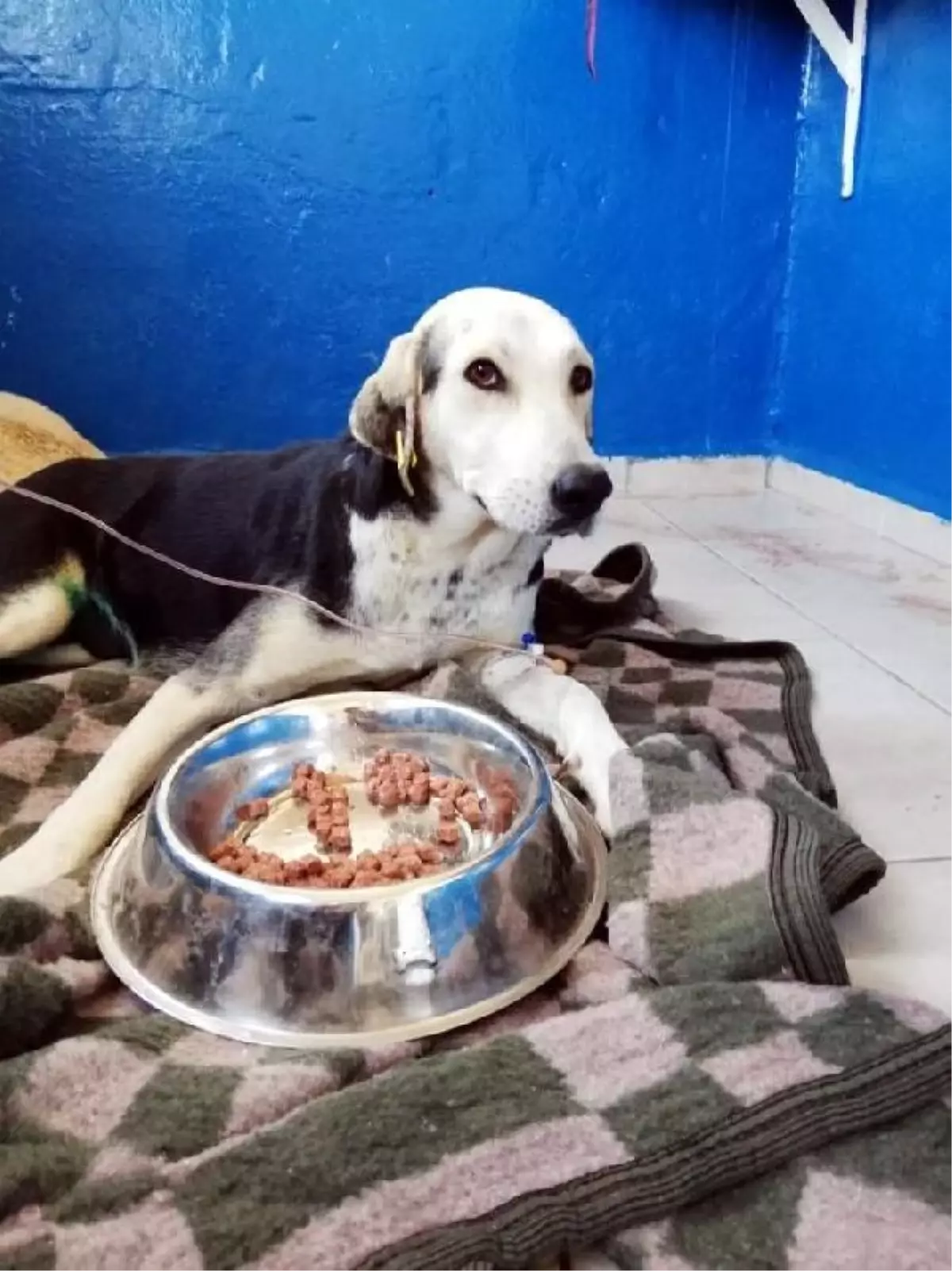 Otomobilin çarpıp kaçtığı hamile sokak köpeğinin 9 yavrusu öldü