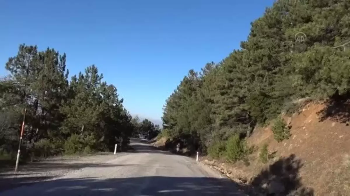 Spil Dağı'nda kardelenler boy gösterdi