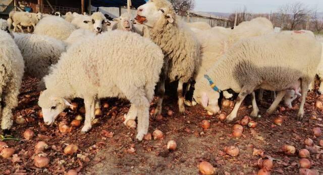 Bir zamanlar pazarda cep yakan ürün eski modasını kaybetti! Kuru soğanlar koyunlara yem olarak veriliyor