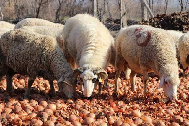 Bir zamanlar pazarda cep yakan ürün eski modasını kaybetti! Kuru soğanlar koyunlara yem olarak veriliyor