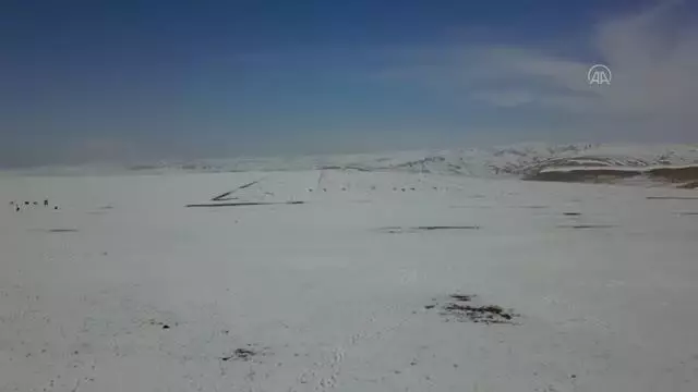 Dağlık alanda drone ile yerleri belirlenen sokak hayvanlarının bakımı yapıldı