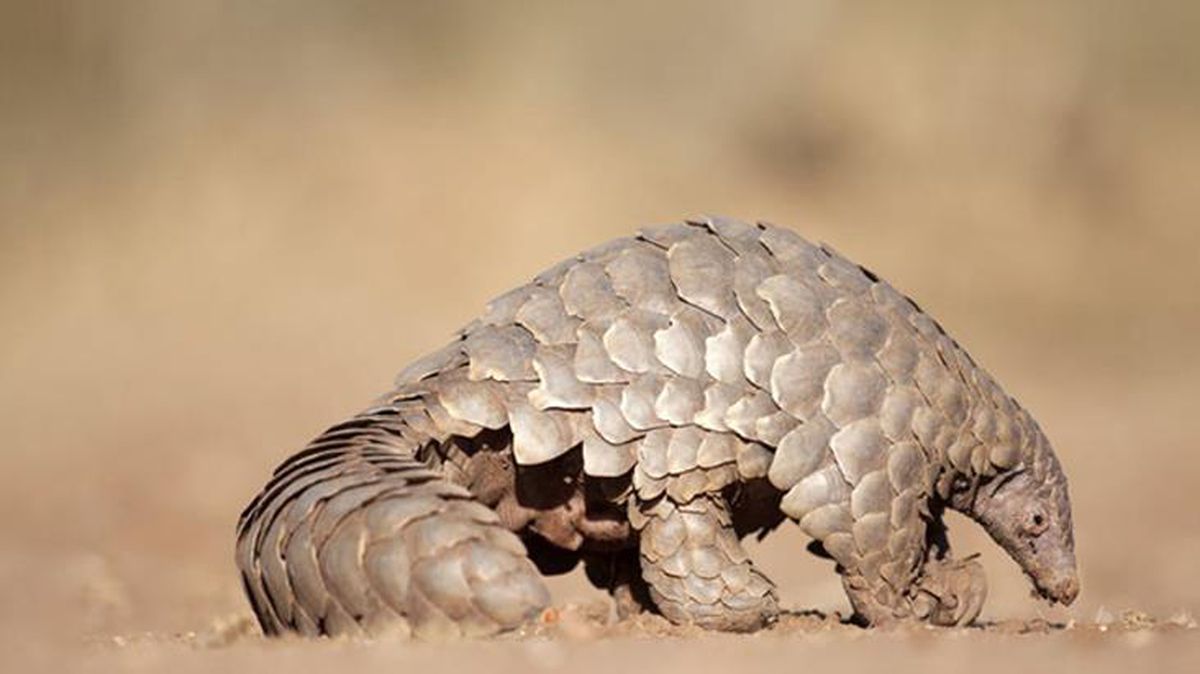 Pangolinlerde farklı bir koronavirüs türü tespit edildi! Uzmanlar 'İnsanlara sıçrayabilir' uyarısında bulundu