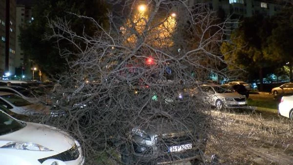 Bakırköy'de ağaç otomobilin üzerine devrildi
