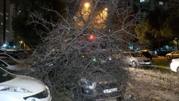 Bakırköy'de ağaç otomobilin üzerine devrildi