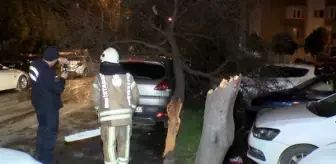 Bakırköy'de ağaç otomobilin üzerine devrildi