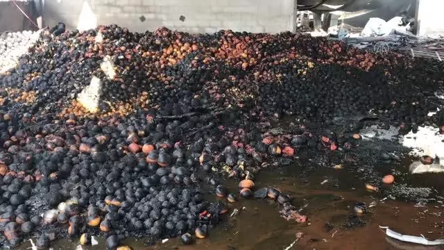 Narenciye paketleme fabrikasında çıkan yangın kontrol altına alındı Narenciye paketleme fabrikasında çıkan yangın kontrol altına alındı