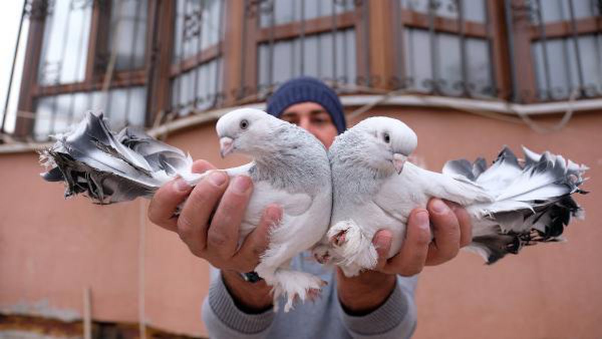 Otomobil fiyatına güvercin; 100 bin lira