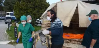 Şoka giren kaplumbağa sahile vurdu (2)