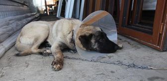 Yulaf tarlasına giren komşusunun köpeğini tüfekle yaraladı (2)