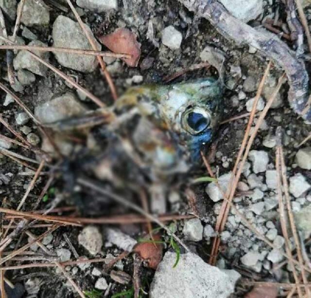 Zehirli balık kafalarından yiyen 8 çoban köpeği zehirlenerek öldü