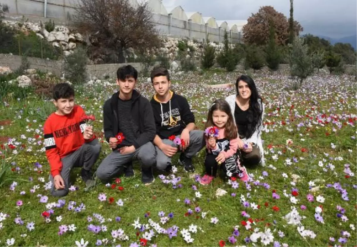 Demre'de çiçekler açtı, baharı andıran görüntüler oluştu