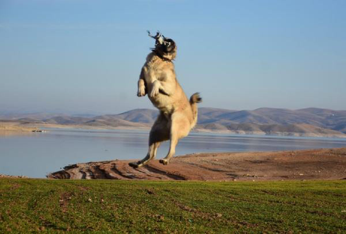 Kangal köpeğinin, 5 metre yüksekteki dronu kapma anı kamerada