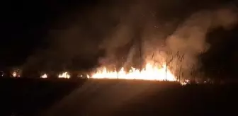 Son dakika haberi... Sakarya'da sazlık alanda yangın