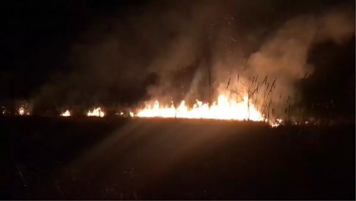 Son dakika haberi... Sakarya'da sazlık alanda yangın