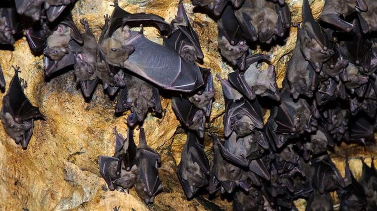 Tayland'ın doğusunda yaşayan at nalı yarasalarında koronaya çok benzeyen yeni virüs keşfedildi